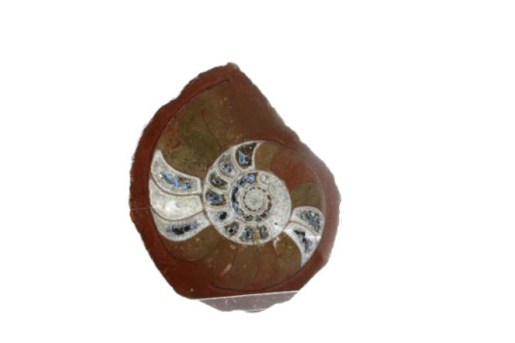 Fossils - Ammonite single