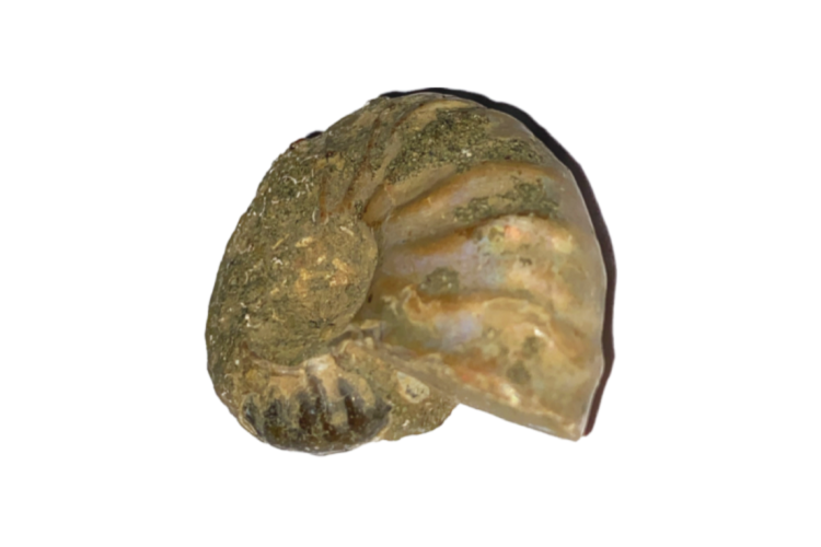Fossils - Ammonite Opalized